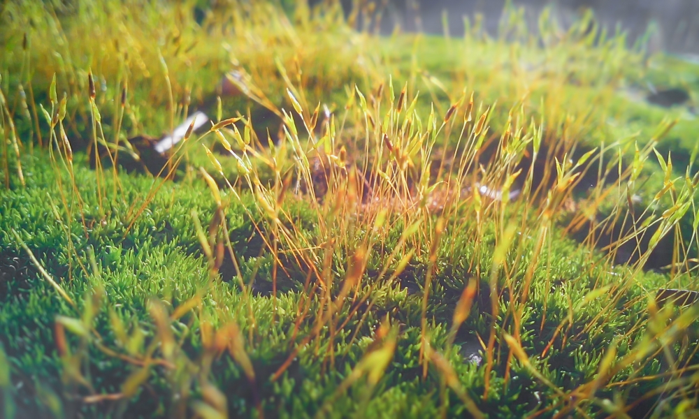 Images for beauty of Grasses, Images for beauty of Grasses, grasses, Green Field, background,image,photography,natural photography,plant,grass plant,pictures,pictures of grass, 