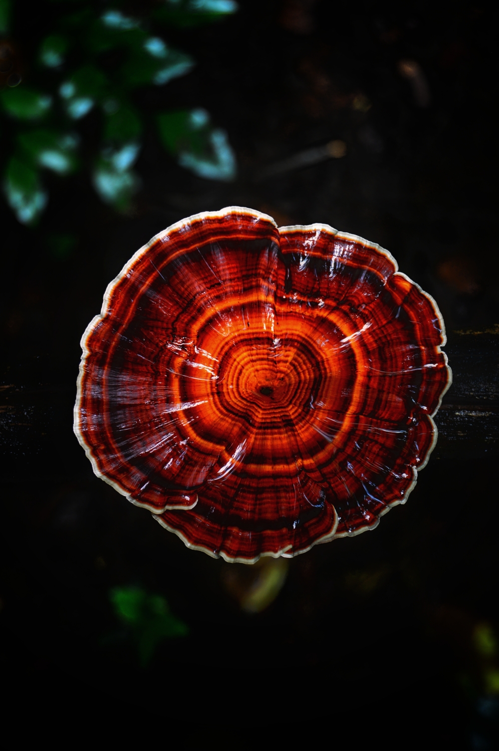 wood-decaying mushroom , #nature #photography #love #instagood #photooftheday #travel #sky #beautiful #art #naturephotography #like #landscape #sunset #photo #picoftheday #instagram #sun #beach #life #winter #sea #fun #cute #clouds #happy #naturelovers #summer #bhfyp, wood-decaying mushroom, bastar , jagdalpur, Chhattisgarh, India, Raipur, CG, Forest, Hills, Wildlife, kayak, kayaking, river, kangervalleynationalpark jagdalpur, Forest,