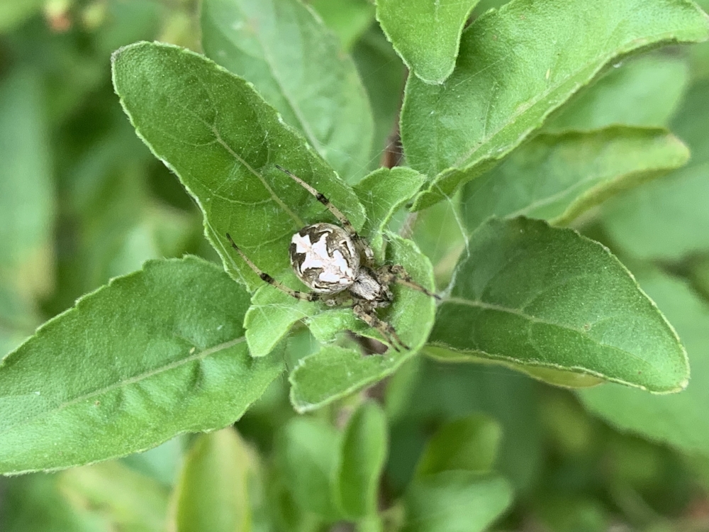 Holy web , #spider #photograph #macroshoot, #nature #photography #love #instagood #photooftheday #travel #sky #beautiful #art #naturephotography #like #landscape #sunset #photo #picoftheday #instagram #sun #beach #life #winter #sea #fun #cute #clouds #happy #naturelovers #summer #bhfyp, 