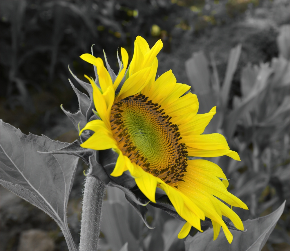 flower, creative_focus, good morning, minimalistphotography, flower, sunflower , beautiful , yellow , nature , photography, Nature ,background ,wallpaper ,hdclicks ,fullHD @sundar, present, now