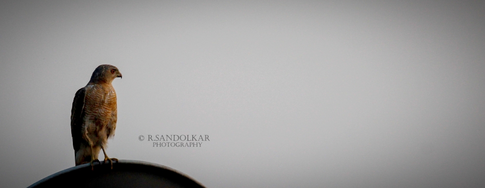 BIRD, #birds #wildlife, BIRDS, #nature #photography #love #instagood #photooftheday #travel #sky #beautiful #art #naturephotography #like #landscape #sunset #photo #picoftheday #instagram #sun #beach #life #winter #sea #fun #cute #clouds #happy #naturelovers #summer #bhfyp, 