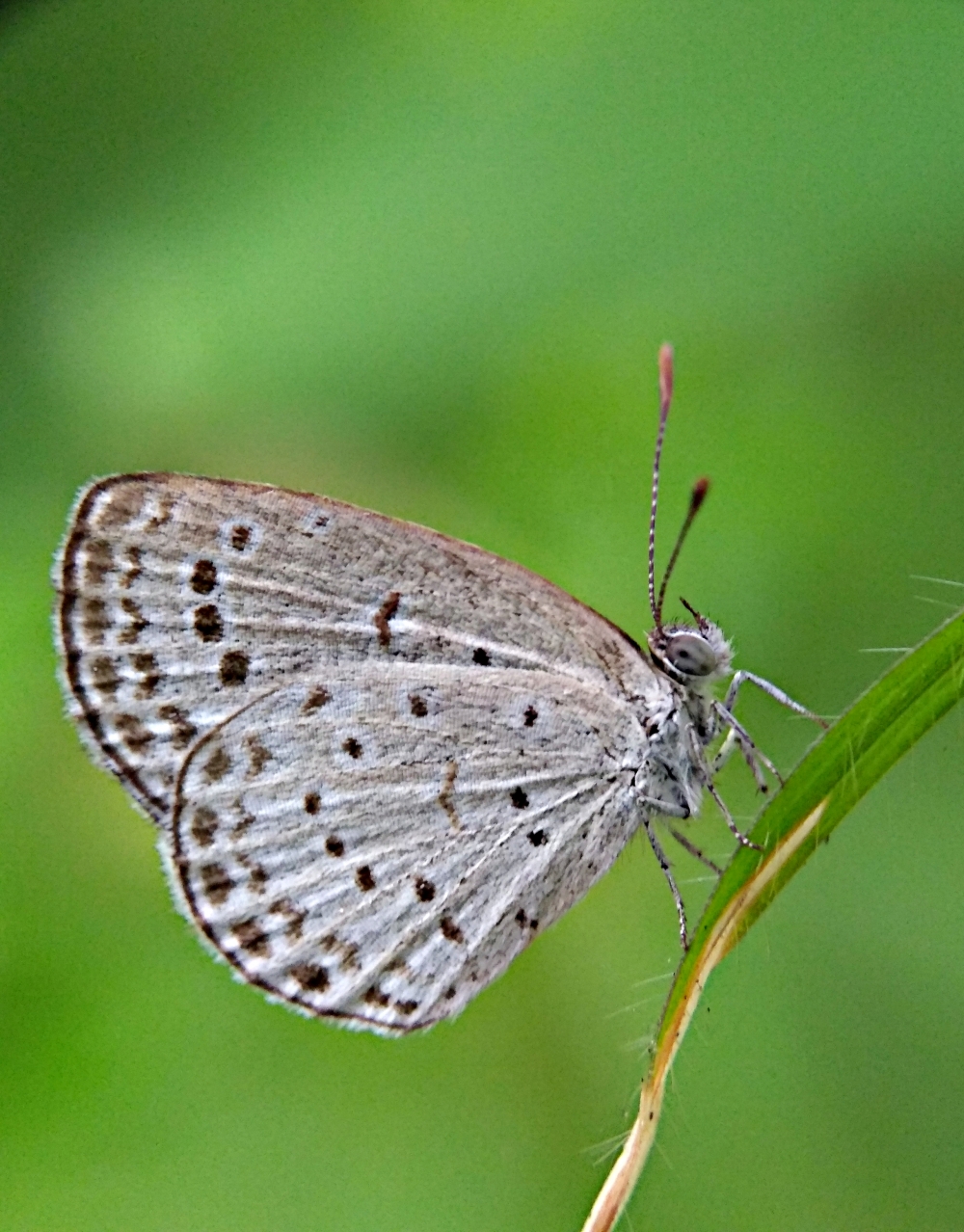 Pale grass blue butterfly, Macro photography, insect, , butterfly, 