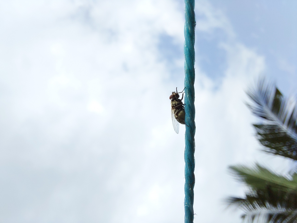 Fly, Midge,WASP,blue bottle,flies,fly,gadfly,midge,wasp,two mating flies,two fly,