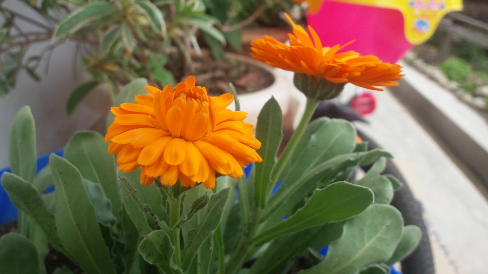Flower, yellow flower, 