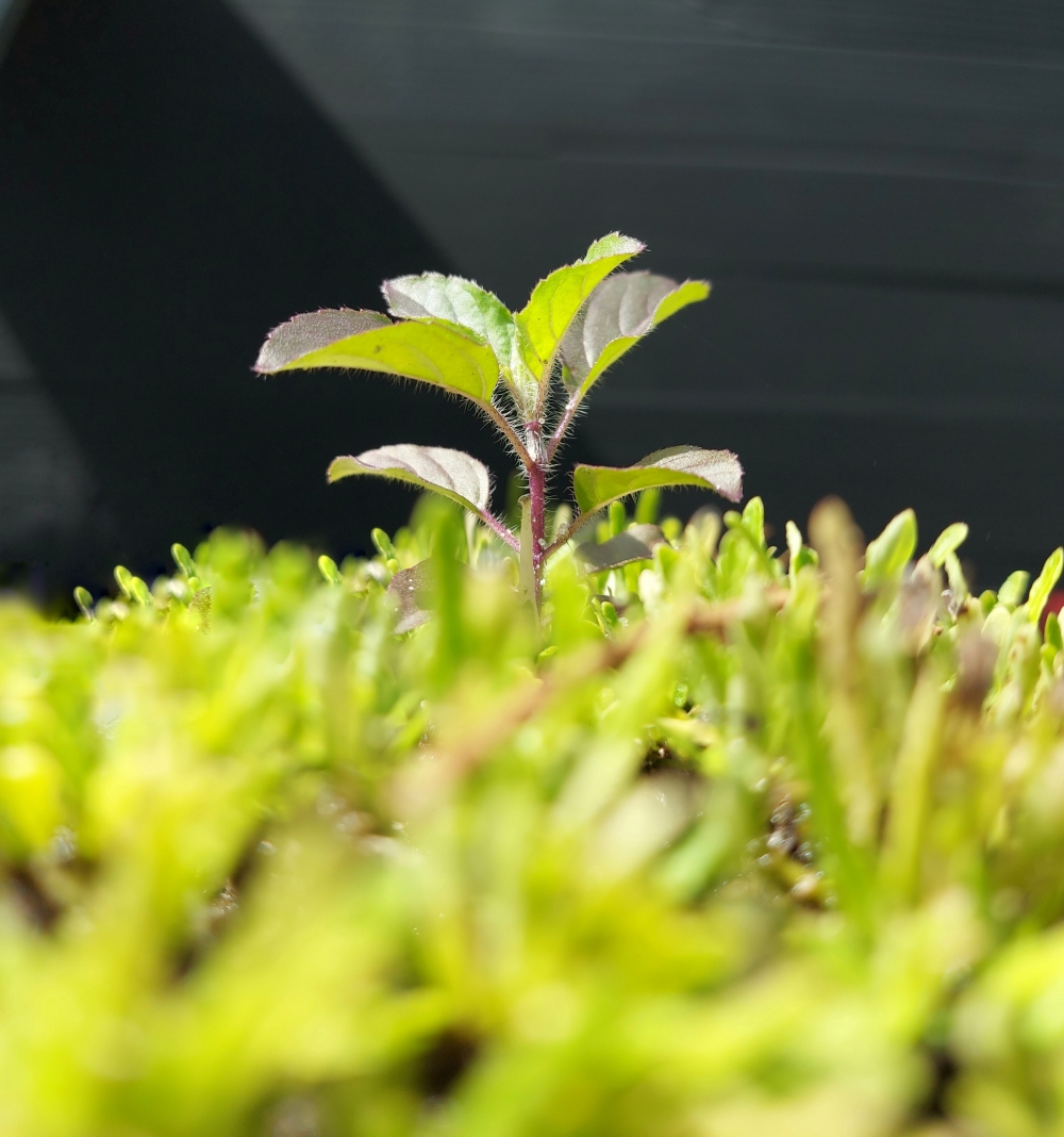 holy basil, holy basil,basil,plant,leaf,Ocimum tenuiflorum,flowering plant,leaves,leaves of holy basil 