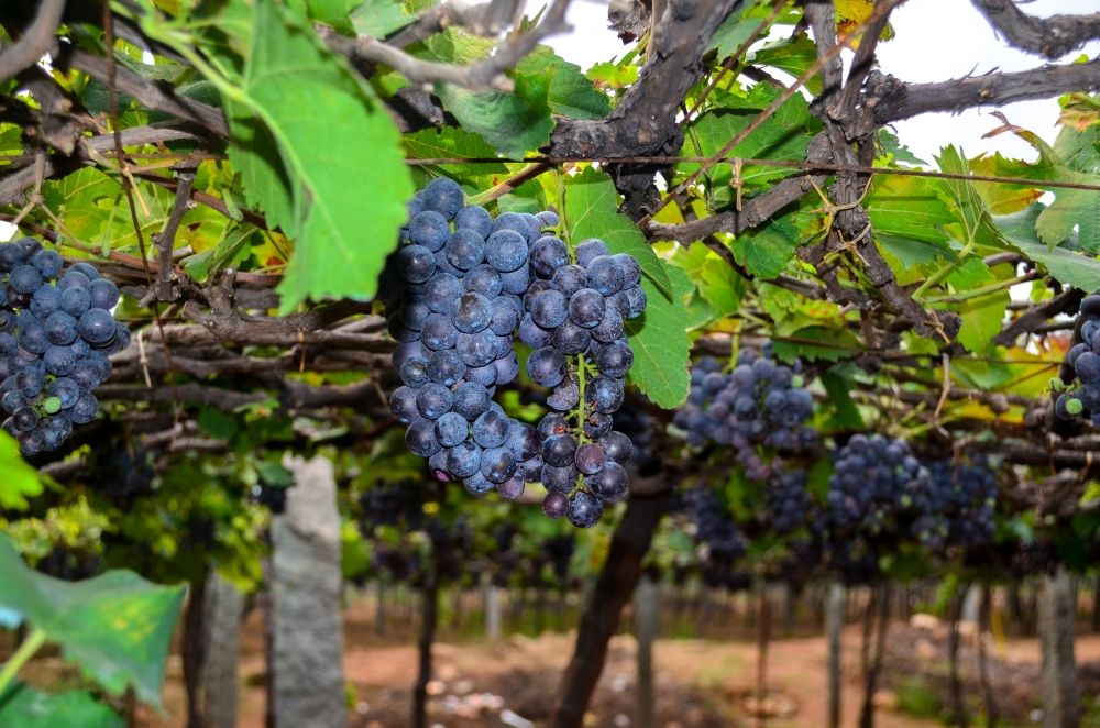 grapes garden in tamil nadu, grapes garden in tamil nadu, tamil nadu, image of grapes garden , fruits, grapes, violet grapes, backgrounds, garden, plant of grapes, plant,picture,image,backgrounds,  vine ingredients,vine, more,taste of grapes