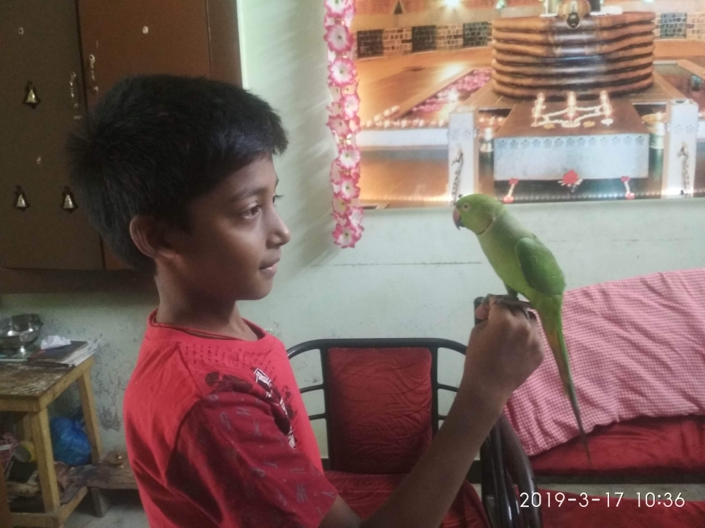 GREEN PARROT, Parrot, 
