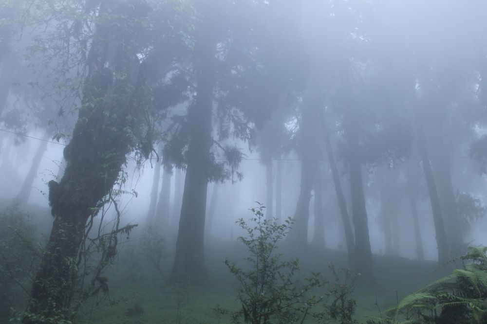 Pine forest under heavy fog, Pine tree, Pine forest, Fog, Clouds, 