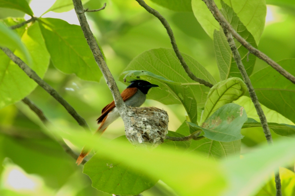 Asian Paradise flycatcher, intothewild, intothenature, wildlife, wildlifephotography, birding, asianparadiseflycatcher,