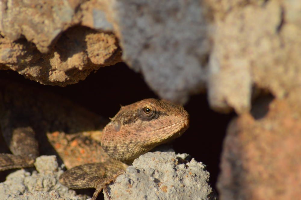 rockagama , #rockagama #wildlife #nature #HDCLICK #wallpaper, 