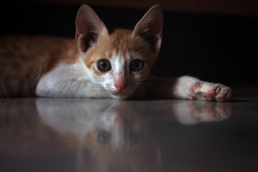 Pet photography, Cat lover, 