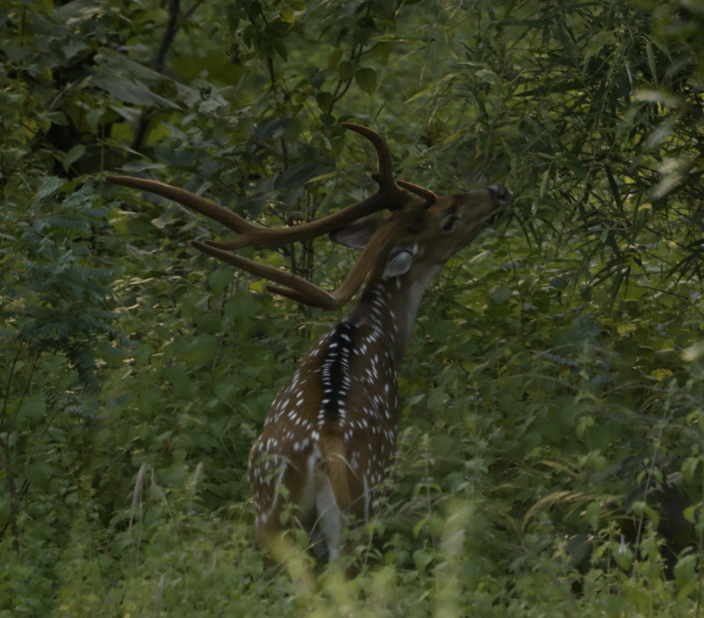 Its Lunch Time, into the wild,wildlife, wildlife photography, nature beauty, spotted deer, mammal, animal,  canon photography