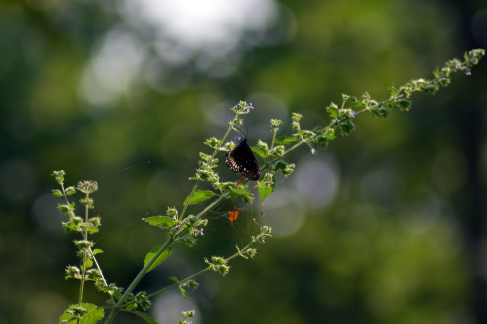 Beautiful butterfly, butterfly,beautiful,creation, nature, natural, greenary, murbad, mumbai, maharashtra