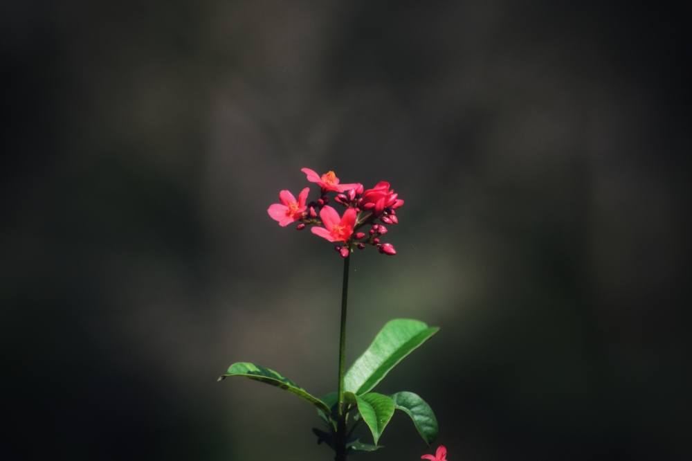 Wild flower , #nature #photography #love #instagood #photooftheday #travel #sky #beautiful #art #naturephotography #like #landscape #sunset #photo #picoftheday #instagram #sun #beach #life #winter #sea #fun #cute #clouds #happy #naturelovers #summer #bhfyp,  bastar, jagdalpur, Chhattisgarh, India, Raipur, CG, Forest, Hills, Wildlife, bastar, stock photo, gallery, view, gallery, kayak, kayaking, river, kangervalleynationalpark, jagdalpur, people, landscape, sunset, sunrise, flowers, hdclicks, flower,