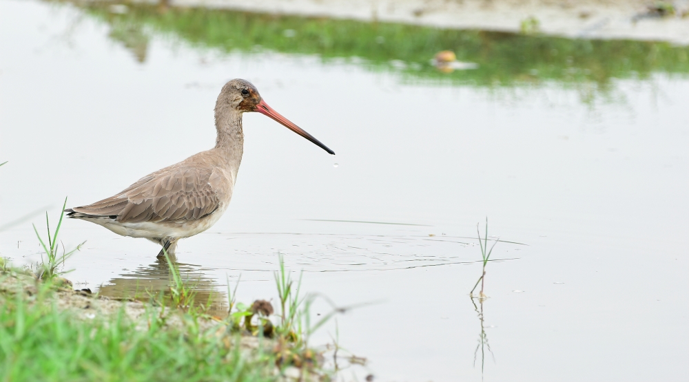 bird watching, birds , wildlife, wetlands, Nature , landscape , background , sun rays, hd licks, nikon gear, lake , reflection, tourist destination, chilika, manglajodi, odisha, , 