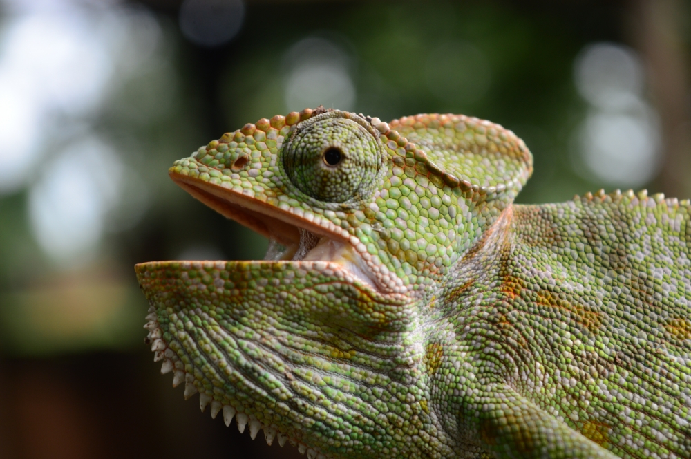 Chameleon 2, chameleon wildlife HD wallpaper background picture wild animals Nature Photography, 