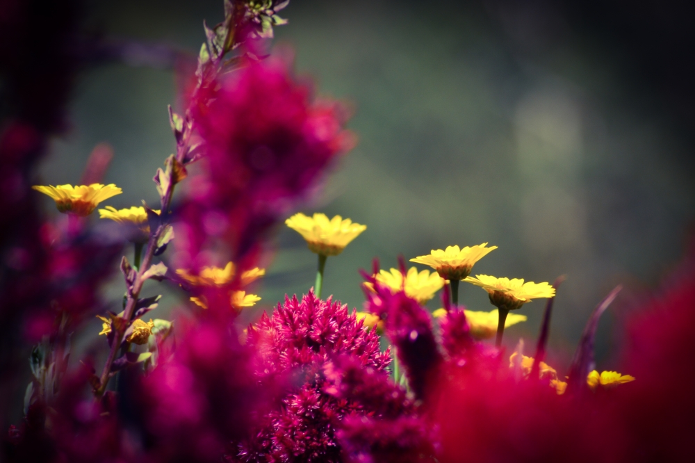 C0L0UR FULL NATURE, ARAVIND