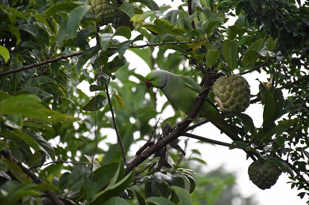 #BIRDS, #bird#nikon#photography