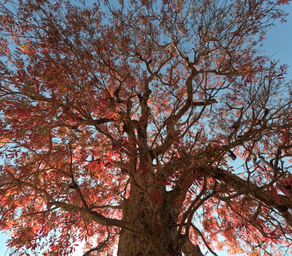 Kusum tree , #Nature #background #wallpaper #hdclicks #fullHD#fksayyad @f.k.sayyad, 