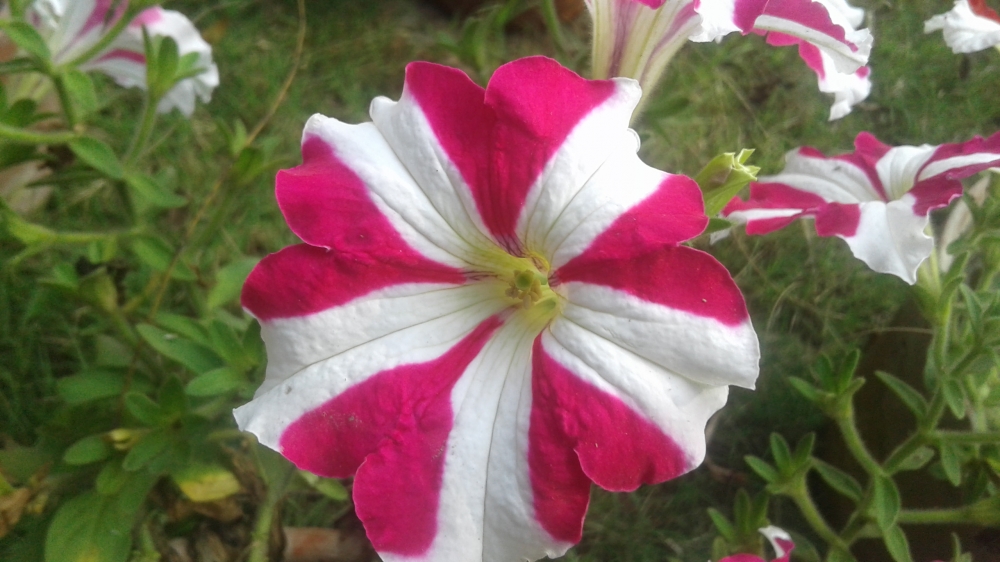 Flawer, #MIKhan2579