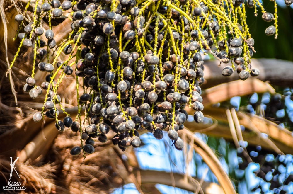 grape tree, grapes, plant of grapes, Trees, Tree, Lovely, wine, Pgclick, Photography, 