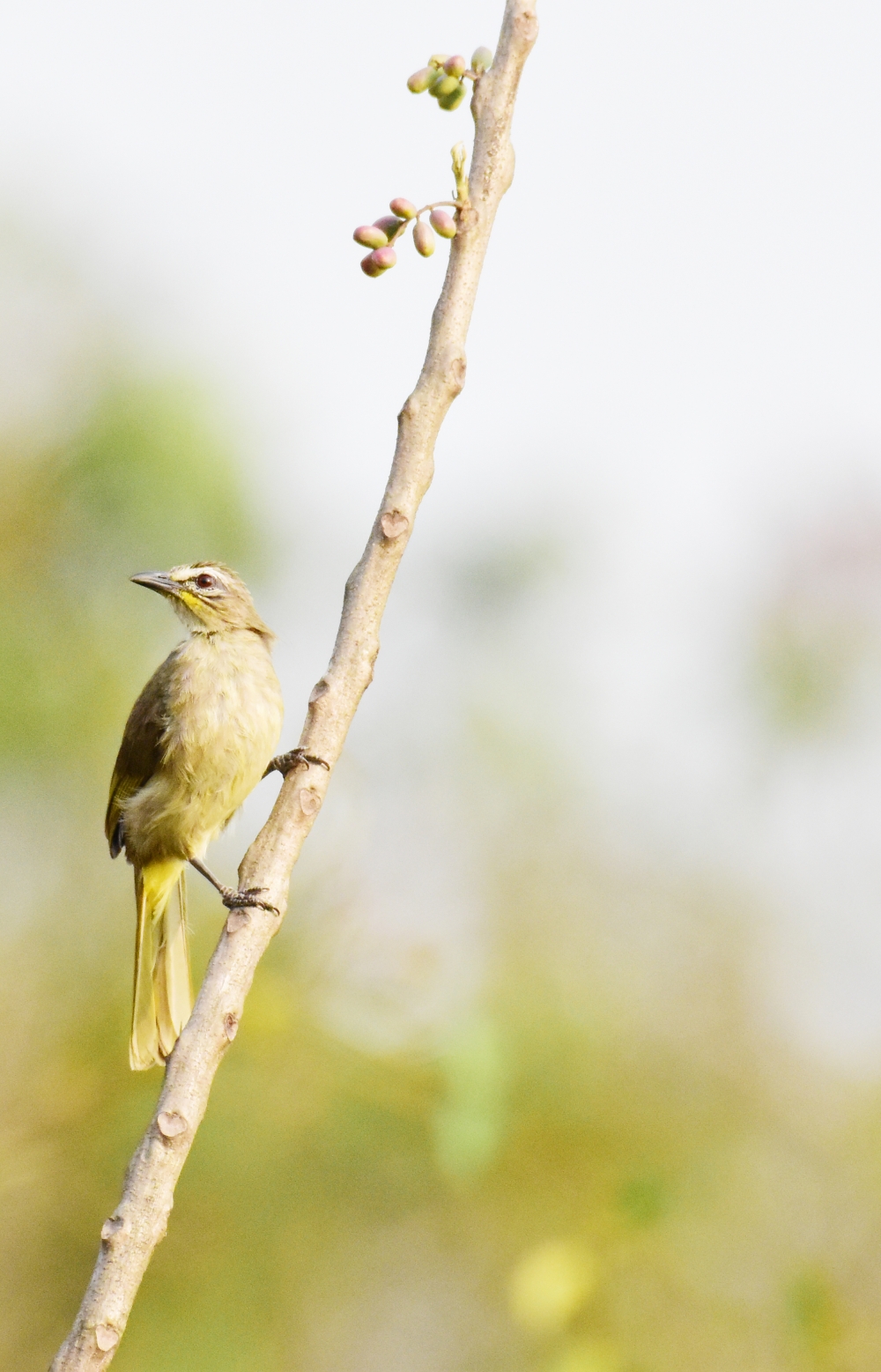 look, Bird, Fresh, Hand# wool#dialylife#cityscapes#morningdiaries#kolkata#wintermorning#cityofjoy, 