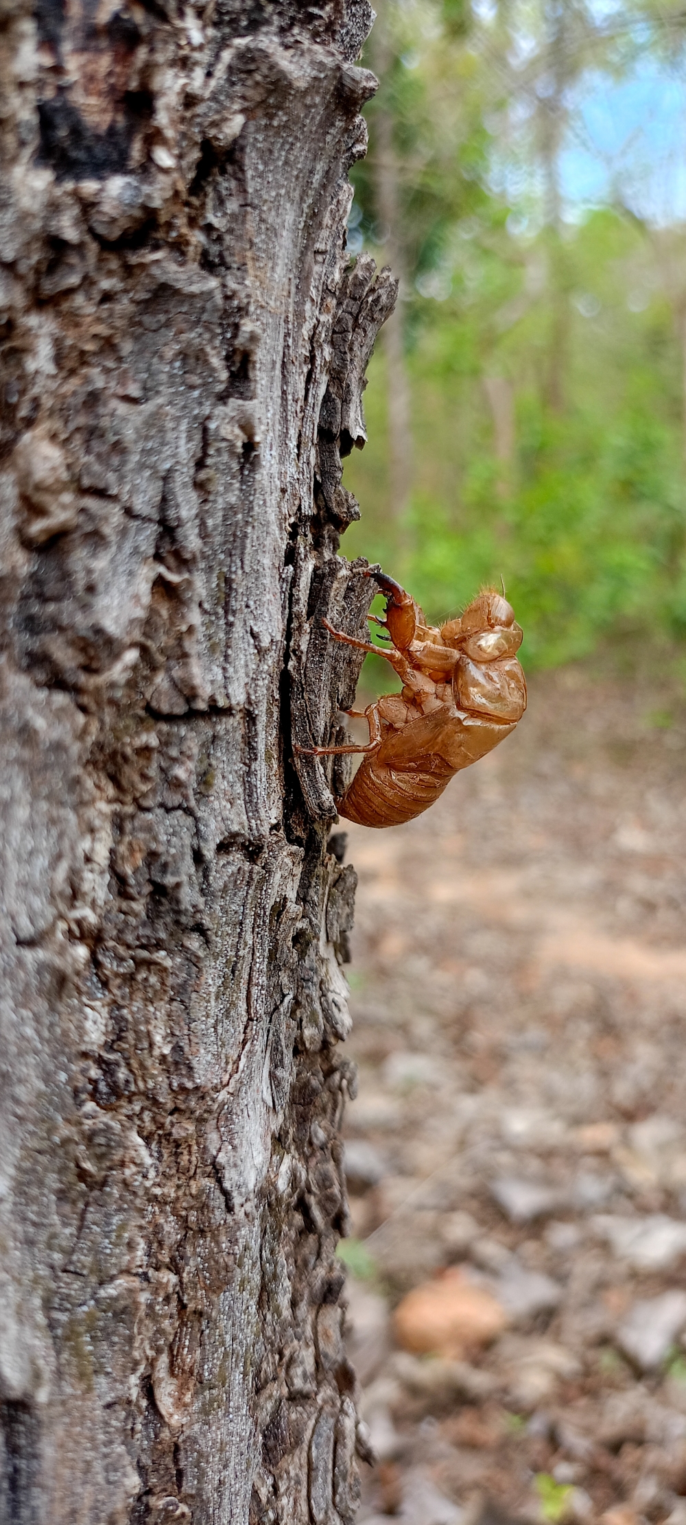 Cicada , nature landscape background hdclicks fishing wallpaper people stock Fisherman photos photooftheday Bastar kangervalleynationalpark kvnp nationalpark naturephotography Munnabaghel_photography, wildlife HD wallpaper background picture wild animals Nature Photography tree spoteddave indianbird bastar munnabaghelphotography potooftheday Dave nationalpark kvnp forest jungle kangervalleynationalpark jagdalpur awesome birdphotography photosofbird nature gochhatishgarh chhatishgarh photo, summer tirathgarh waterfall waterfalls indianwaterfall  nationalpark kangervalleynationalpark Raipur CG forest HD wallpaper view kangervalley tirathgarh waterfall waterfalls jungle Bastar Chhattisgarh photosoftheday photo gallery wallpaper view kangervalley instapicture instagood viralpic, 