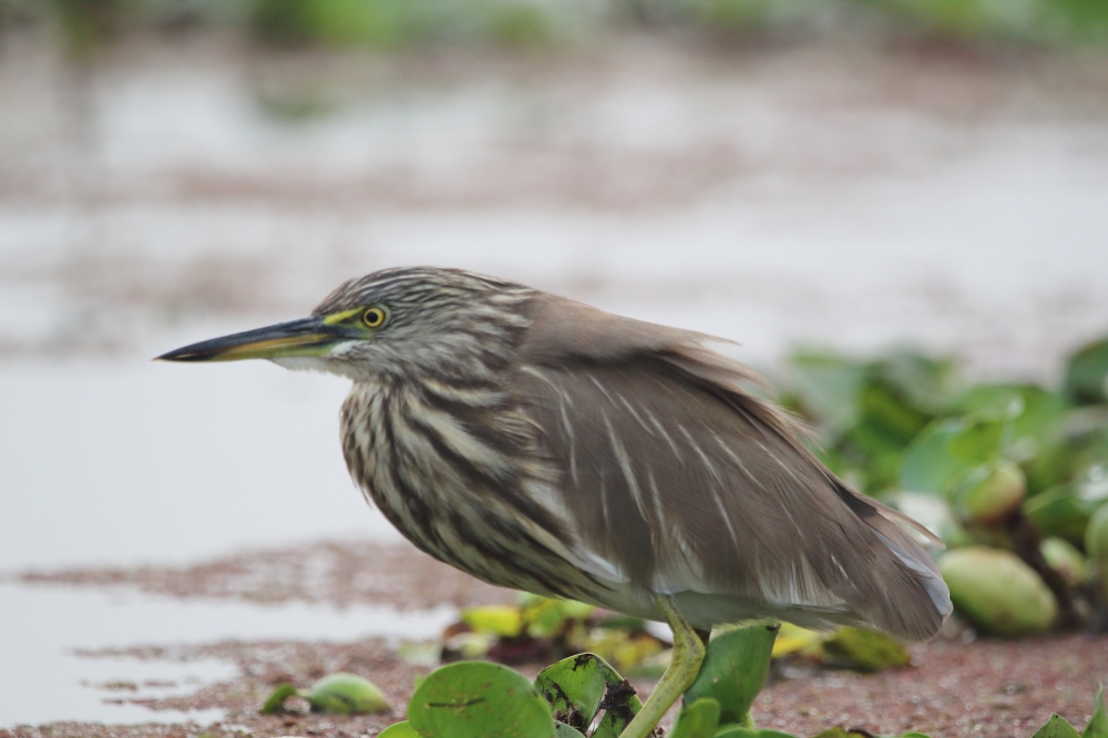 Close Up of a Pond Heron, beautiful, nature, colourfull, pond, heron, wildlife, birdgraphy, lake