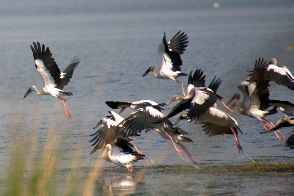 leaving place, #birds #wild life#nikon d800