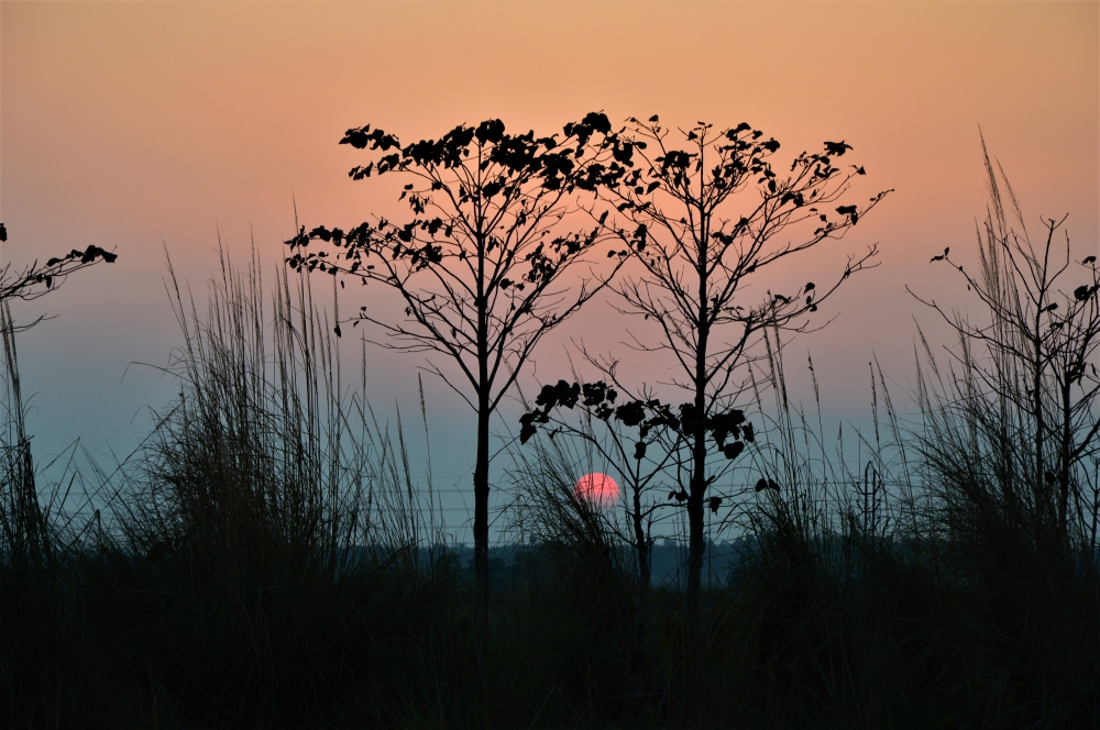 THE BEAUTY OF SETTING SUN, sun, sunset, light, red, yellow, west, nature,trees, green, beauty, wallpaper, star, planet.