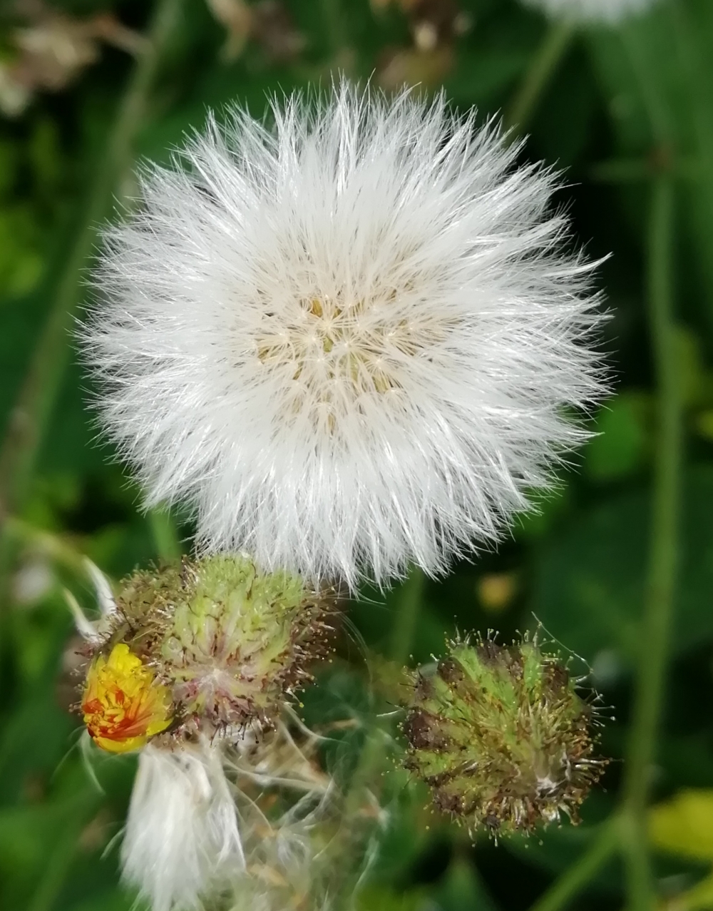 Flower, Colour to colourless