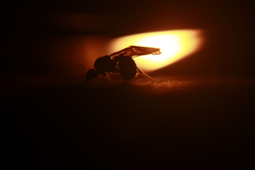 The Firefly, #fly#fire#lamp#