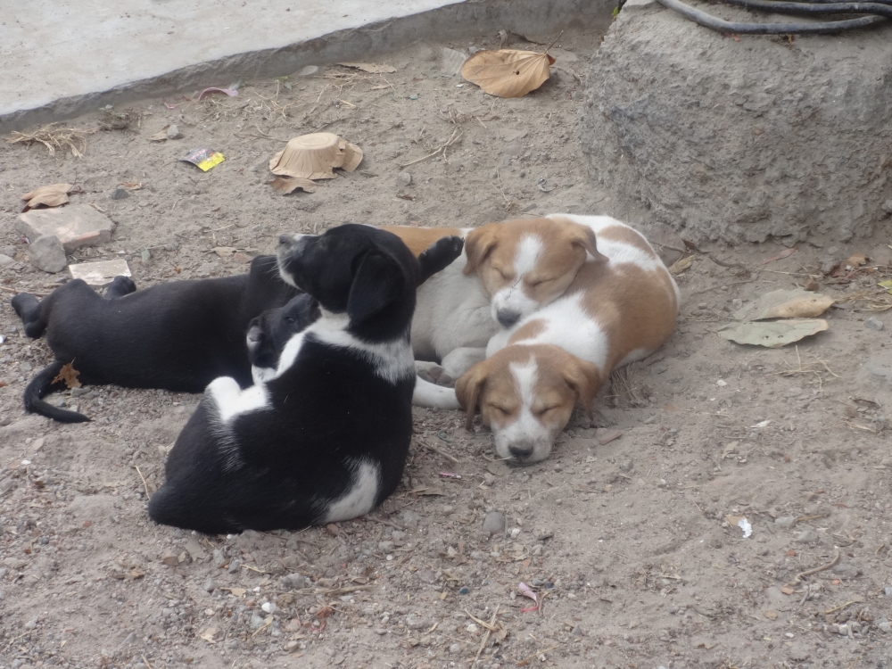 Relaxing, Dog, Pups, Sunlight, relaxing, sleeping 