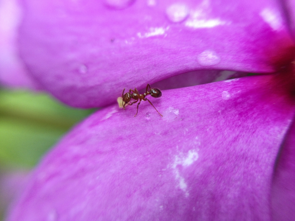 Ant carrying food from flower, ant, flower, macro