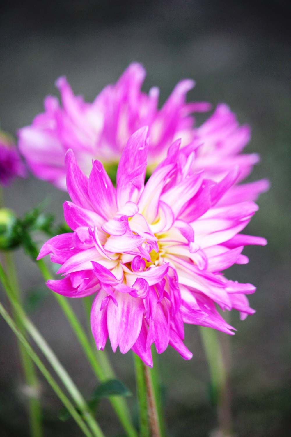 flower, Flower, 