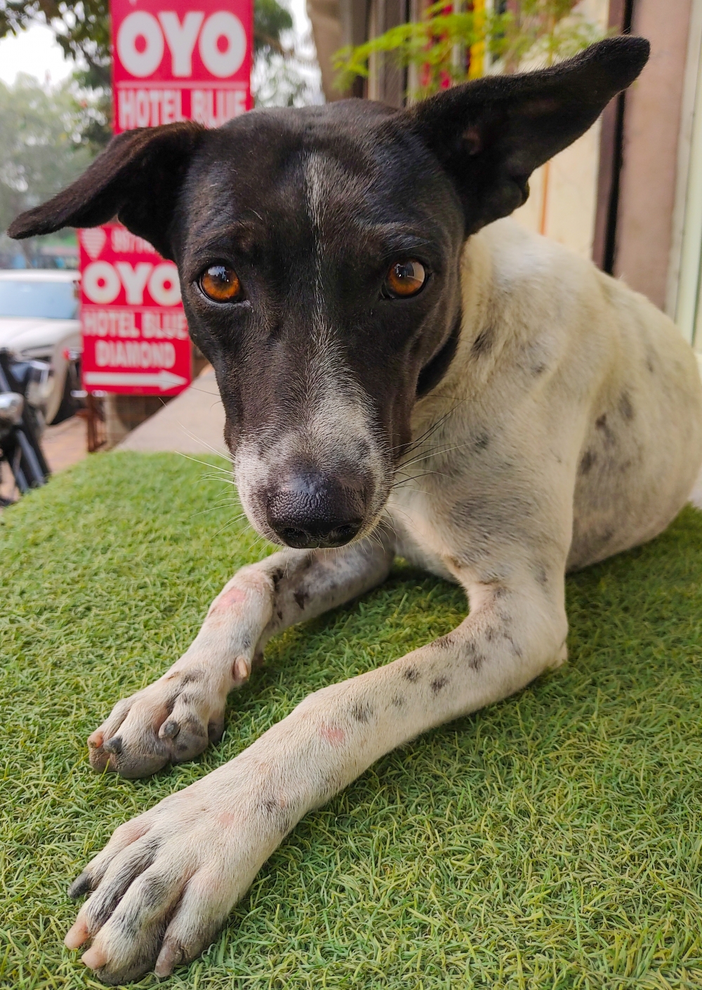 INOCENT DOG, Dog, kutta, Lovely, , white, black, #black #portrait #oldage #canonphotography, 