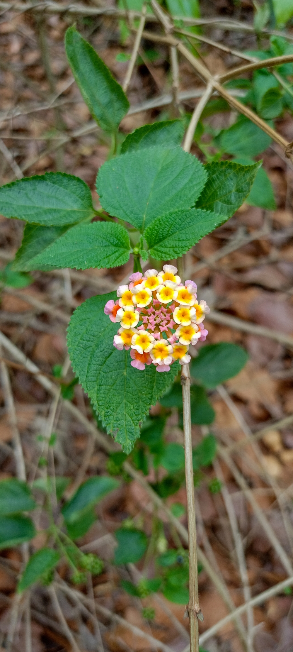 West Indian Lantana flowers 4, #nature #photography #love #instagood #photooftheday #travel #sky #beautiful #art #naturephotography #like #landscape #sunset #photo #picoftheday #instagram #sun #beach #life #winter #sea #fun #cute #clouds #happy #naturelovers #summer #bhfyp, nature landscape background sunrays hdclicks nikongair lake reflection photos Bastar chhatishgarh sky clouds photooftheday naturephotography, summer tirathgarh waterfall waterfalls indianwaterfall  nationalpark kangervalleynationalpark Raipur CG forest HD wallpaper view kangervalley tirathgarh waterfall waterfalls jungle Bastar Chhattisgarh photosoftheday photo gallery wallpaper view kangervalley instapicture instagood viralpic, 