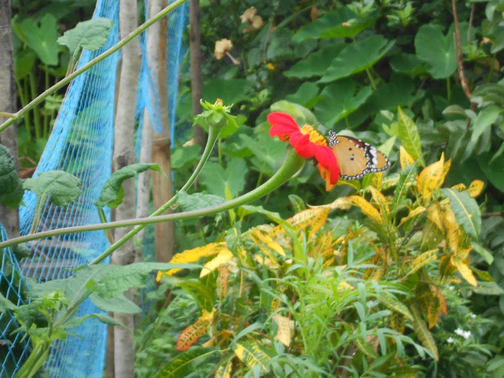 Butterfly on flowers, #nature #photography #love #photooftheday #travel #sky #beautiful #art #naturephotography #like #picoftheday