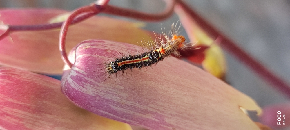 Insect, Insect,flower, nature,life,