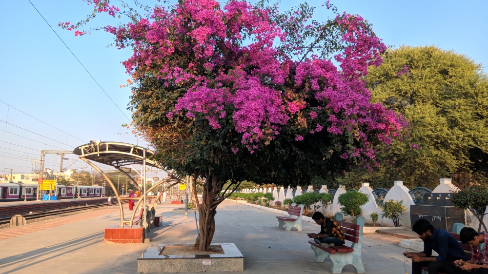 Tree with blue sky in natural capture, Nature, background, wallpaper, hdclicks, fullHD, Flower, 