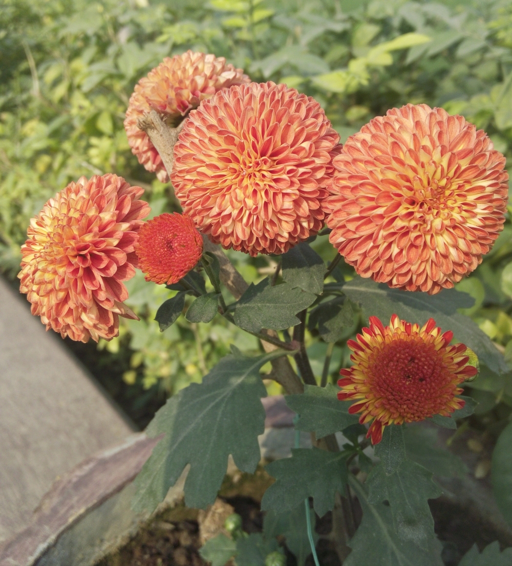 Flowers, Different pattern