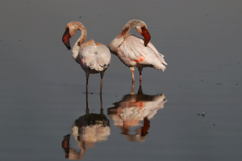 FLAYMINGO, #birds #wildlife, 