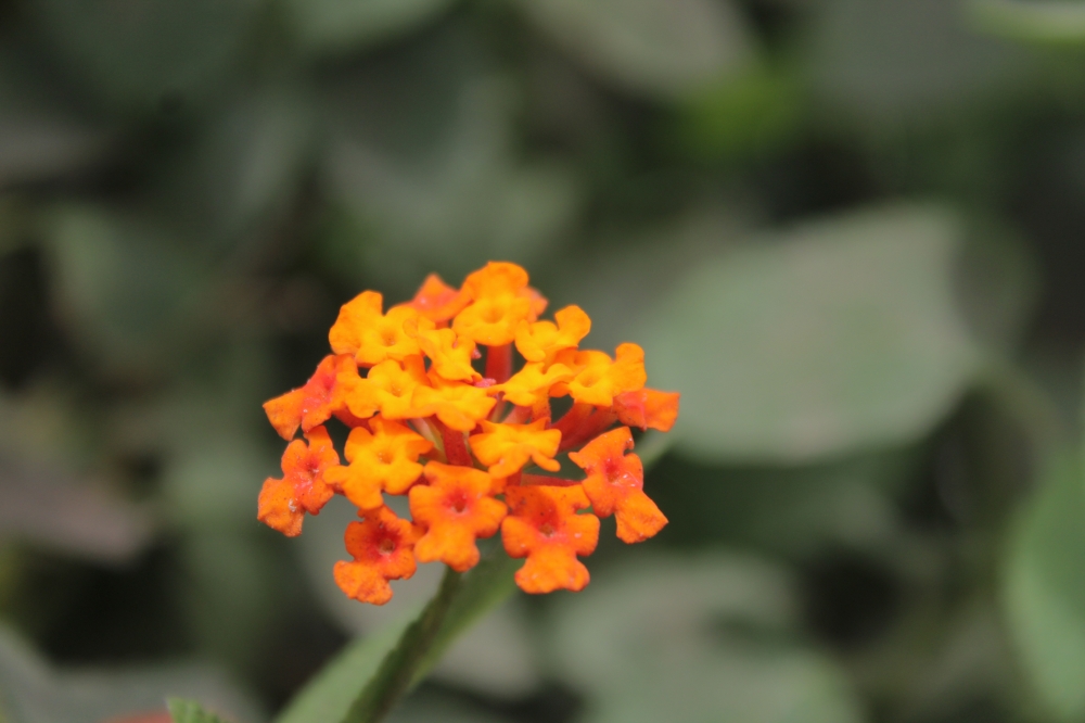 Flower, Flower, nature, # nature beautys, #nature #photography #love #instagood #photooftheday #travel #sky #beautiful #art #naturephotography #like #landscape #sunset #photo #picoftheday #instagram #sun #beach #life #winter #sea #fun #cute #clouds #happy #naturelovers #summer #bhfyp, 