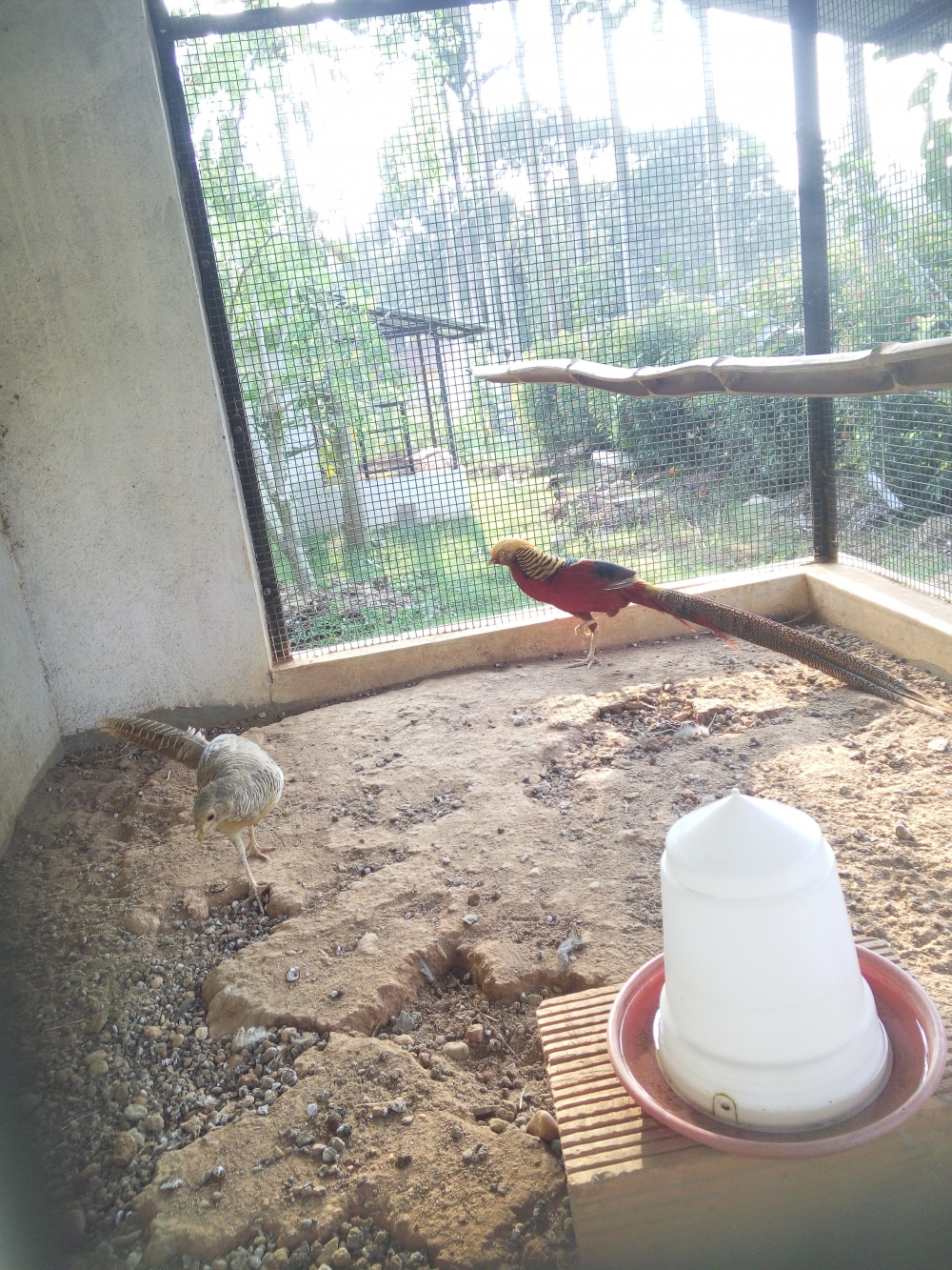 In captivity, Odd ones together