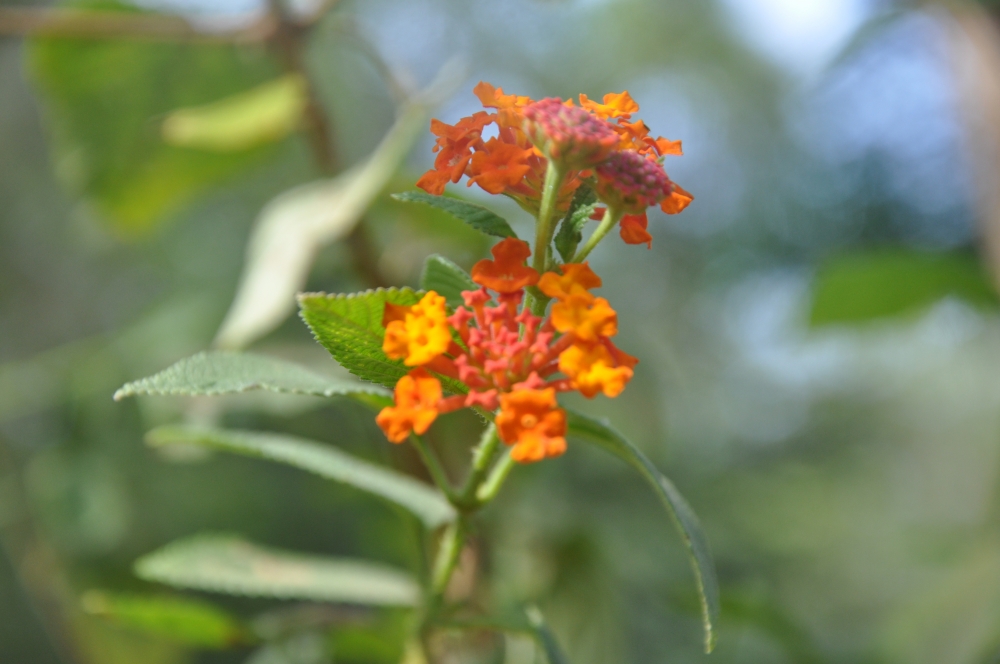 Flower, Lantana