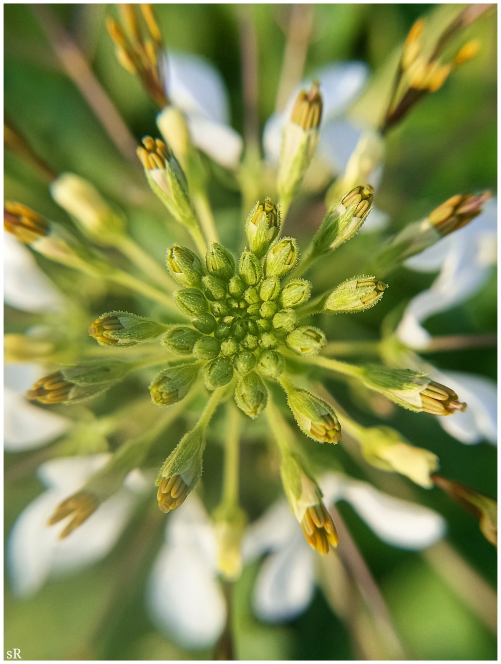 Flower Macro, Flower,