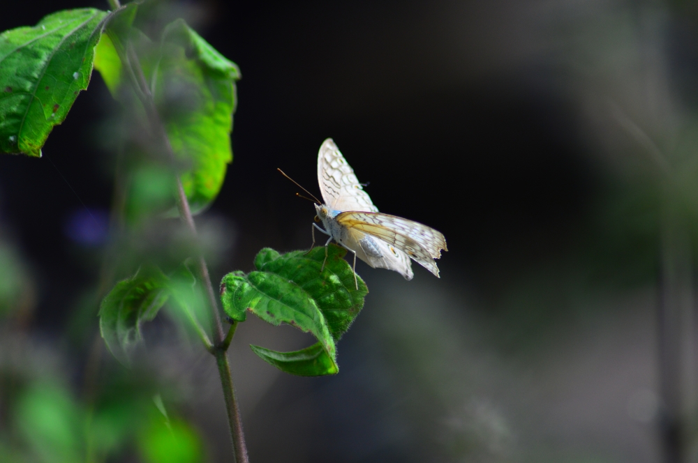 Butterfly , butterfly nature landscape background hdclicks, leaf  green
