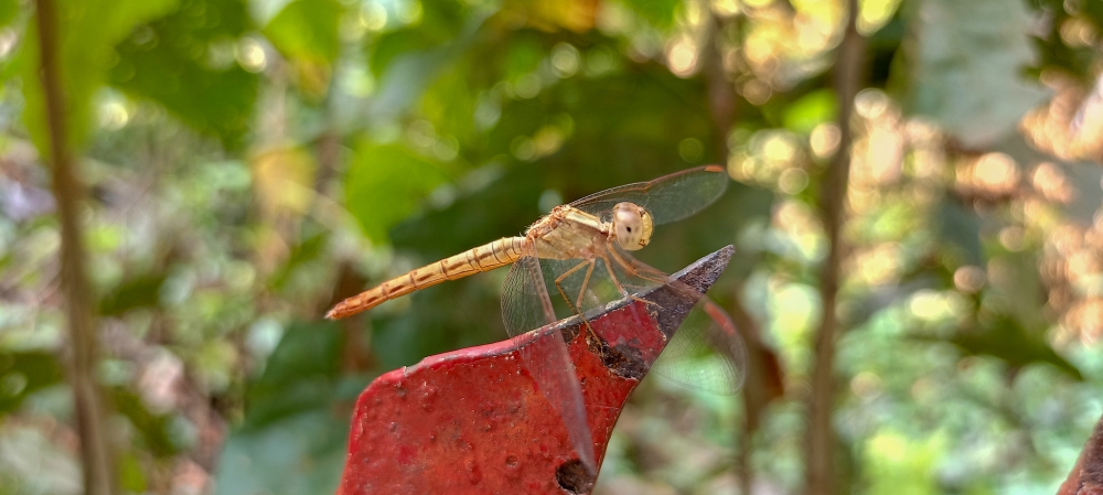Dragonfly , Dragonfly, Nature background wallpaper hdclicks fullHD landscape limestonecaves wild bastar chhatishgarh kangervalleynationalpark kvnp, morningrays nature forest jungle munnabaghelphotography kvnp nationalpark bastar kangervalleynationalpark jagdalpur explore landscape gochhatishgarh bastarpicture photooftheday tree green wild Hill, summer tirathgarh waterfall waterfalls indianwaterfall  nationalpark kangervalleynationalpark Raipur CG forest HD wallpaper view kangervalley tirathgarh waterfall waterfalls jungle Bastar Chhattisgarh photosoftheday photo gallery wallpaper view kangervalley instapicture instagood viralpic, #nature #photography #love #instagood #photooftheday #travel #sky #beautiful #art #naturephotography #like #landscape #sunset #photo #picoftheday #instagram #sun #beach #life #winter #sea #fun #cute #clouds #happy #naturelovers #summer #bhfyp, chameleon wildlife HD wallpaper background picture wild animals Nature Photography, 