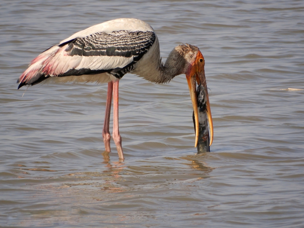 Painted stork, Birfs