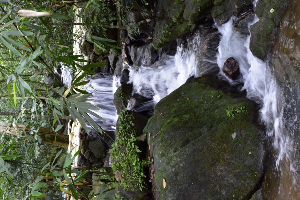 Waterfall In Thommankuthu Kerala, Waterfall,Thommankuthu Waterfall,Thommankuthu eco tourisam,Waterfall in Forest,Thommankuthu,Nature,Wild,Landscape,Pgclick,Wild Animals,Water,Nature Photography